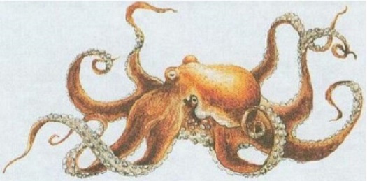 chobotnice
